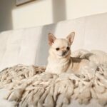 chihuahua krótkowłosy suczka