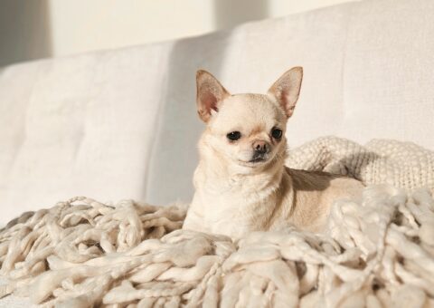 chihuahua krótkowłosy suczka