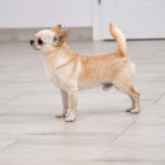 reproduktor chihuahua