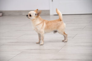 reproduktor chihuahua