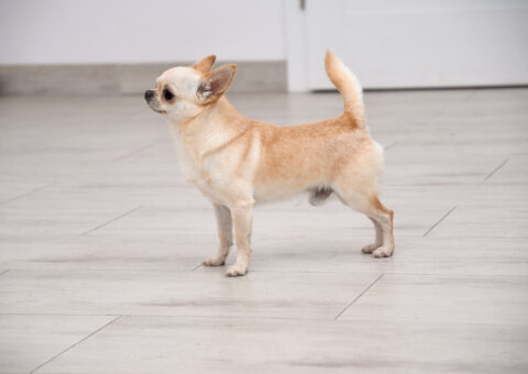 reproduktor chihuahua